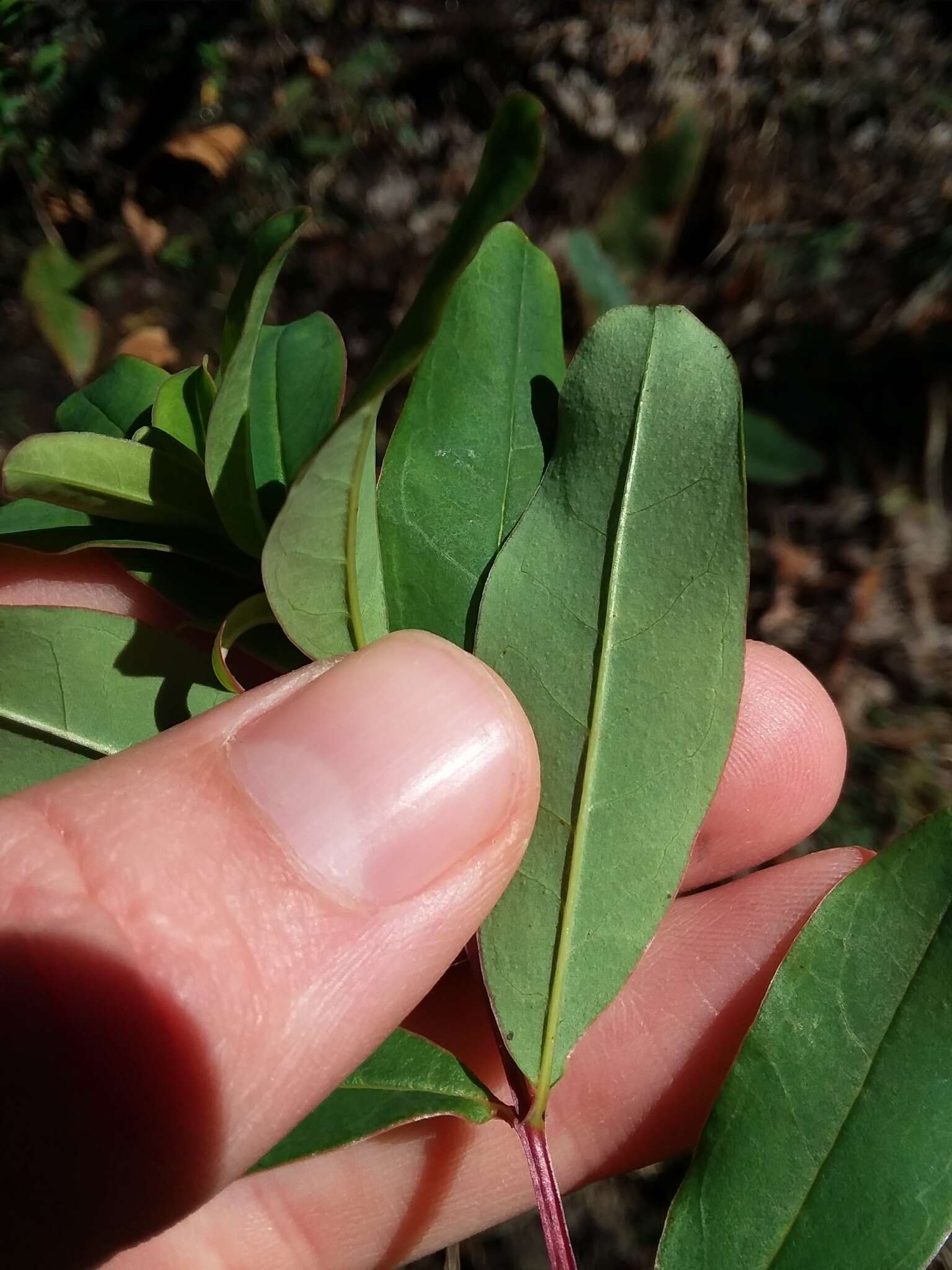 Imagem de Hypericum nudiflorum Michx. ex Willd.