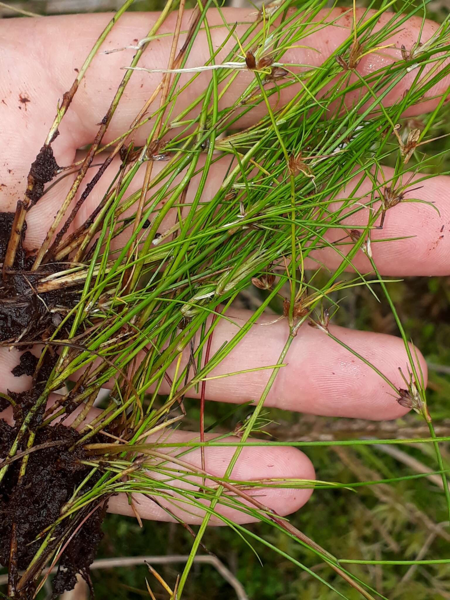 Juncus bulbosus L. resmi