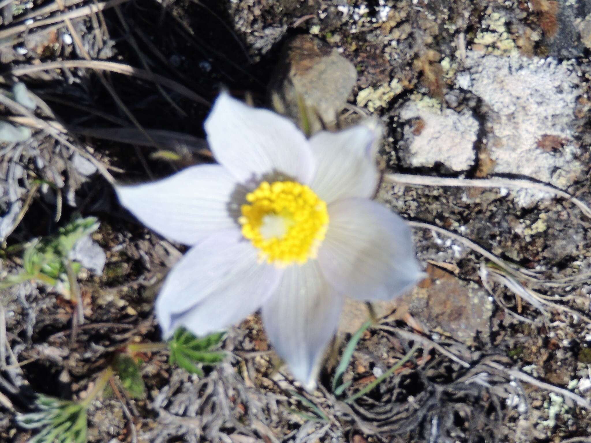 Image of Pulsatilla patens subsp. nuttalliana (DC.) Grey-Wilson