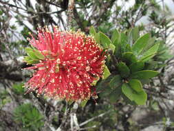 صورة Callistemon pyramidalis (Craven) Udovicic & R. D. Spencer