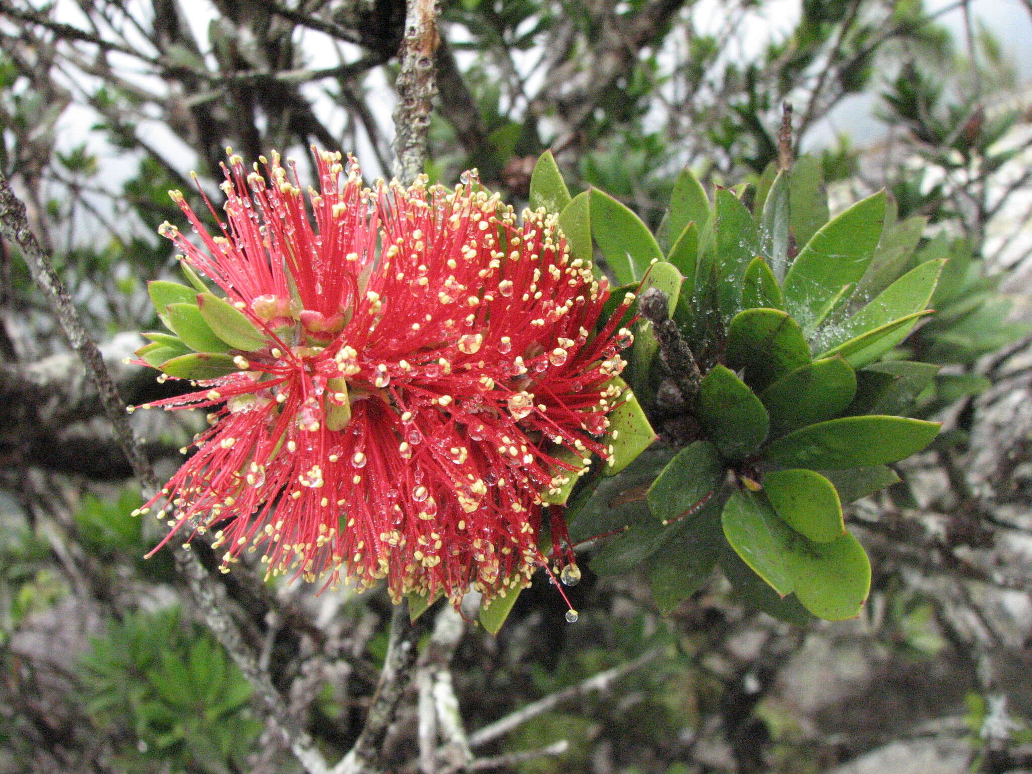 Sivun Callistemon pyramidalis (Craven) Udovicic & R. D. Spencer kuva