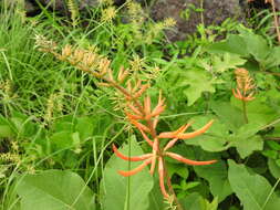 Image of Erythrina leptorhiza DC.