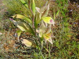 Plancia ëd Gladiolus scullyi Baker