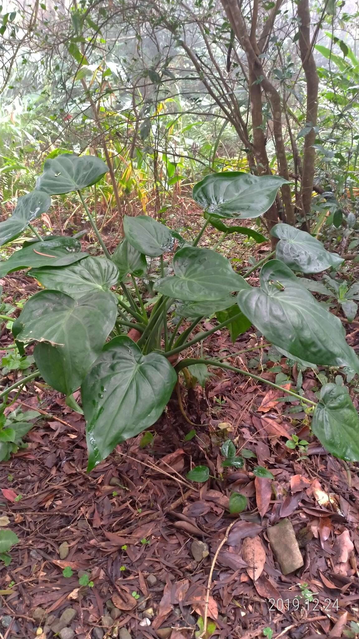 صورة Alocasia cucullata (Lour.) G. Don