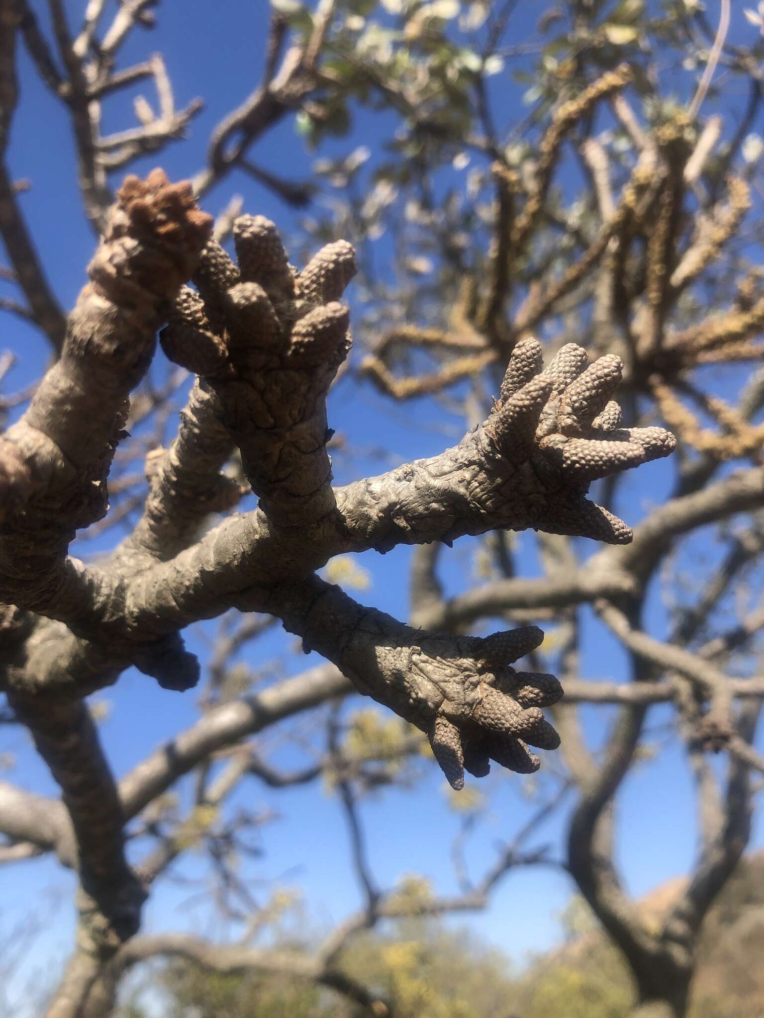 Image of Rock cabbage tree