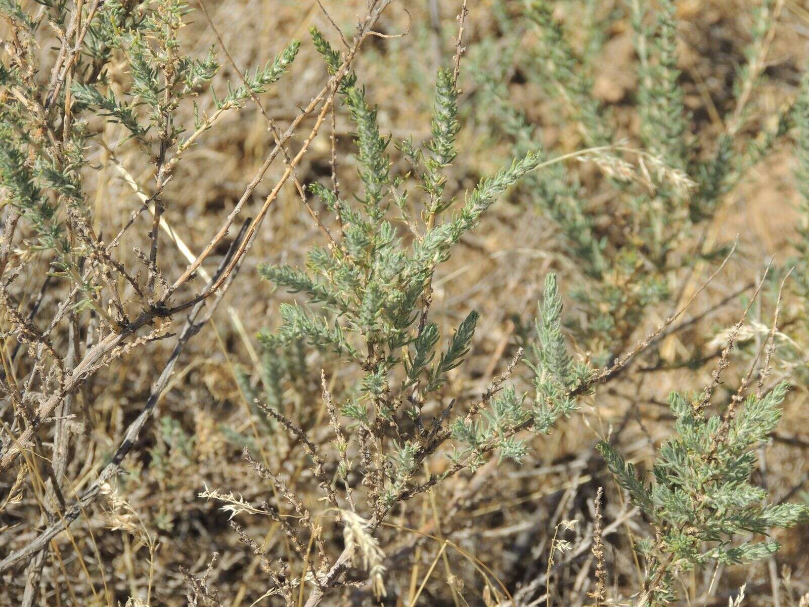 Plancia ëd Nitrosalsola laricina (Pall.) Theodorova