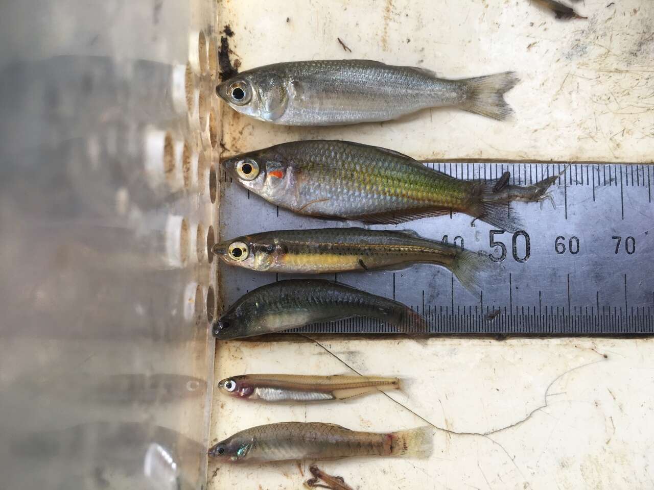 Image of Firetail gudgeon