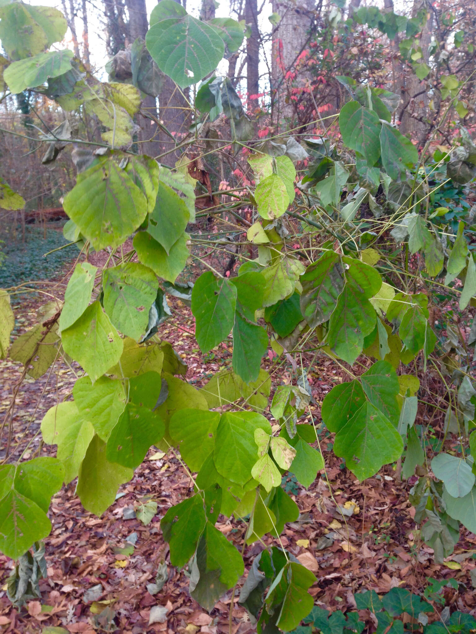 Слика од Pueraria montana var. lobata (Willd.) Sanjappa & Pradeep