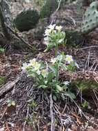 Image of roughseed cryptantha