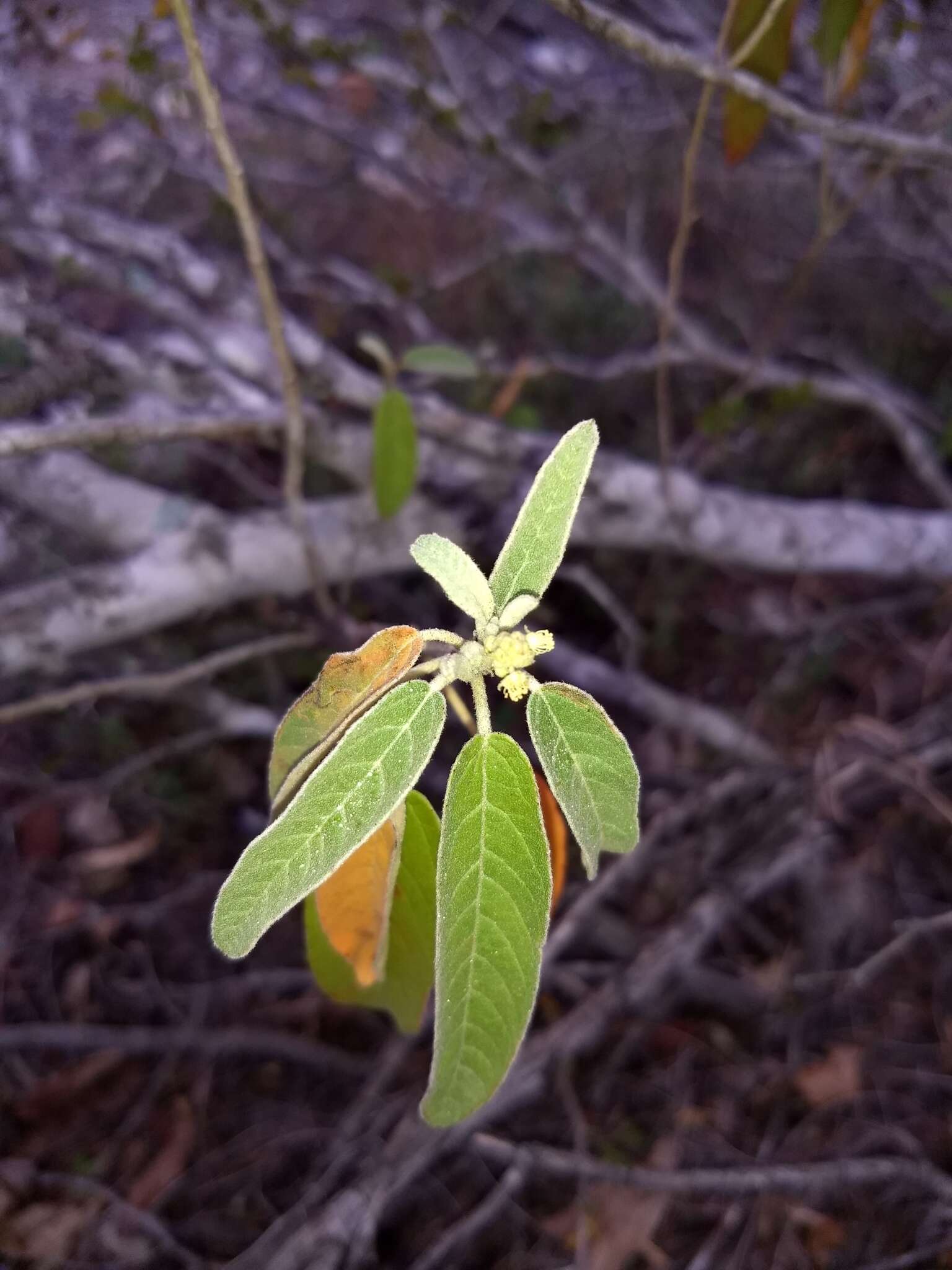 Image of Torrey's croton