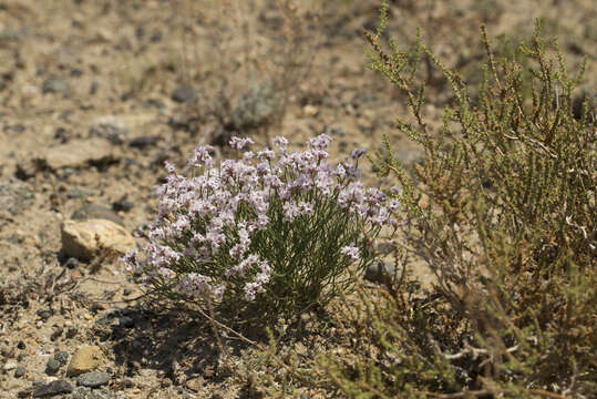 Image of Limonium hoeltzeri (Regel) Ikonn.-Gal.