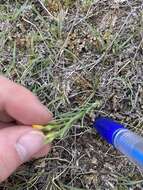 Image of Wyoming flax