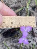 Image de Callisia graminea (Small) G. C. Tucker