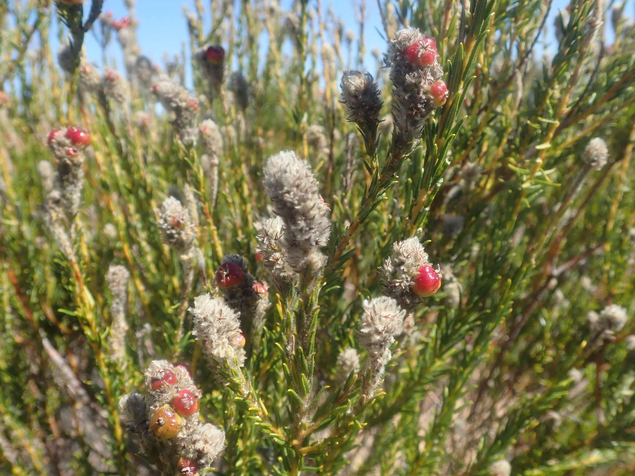 Image of Phylica cylindrica Wendl.