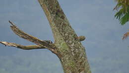 Image of Freckle-breasted Woodpecker