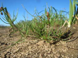 Image of corn spurrey