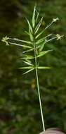 Image of annual vernal-grass