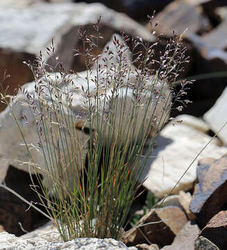 Слика од Poa glauca subsp. rupicola (Nash) W. A. Weber