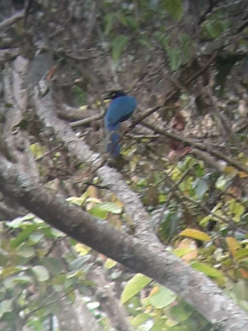 Image of Bushy-crested Jay