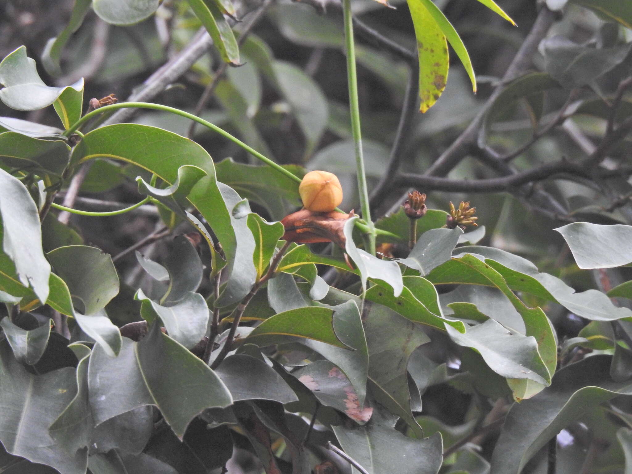 Image of Uvaria leichhardtii (F. Muell.) L. L. Zhou, Y. C. F. Su & R. M. K. Sau