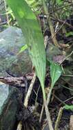 Sivun Eulophia pulchra (Thouars) Lindl. kuva