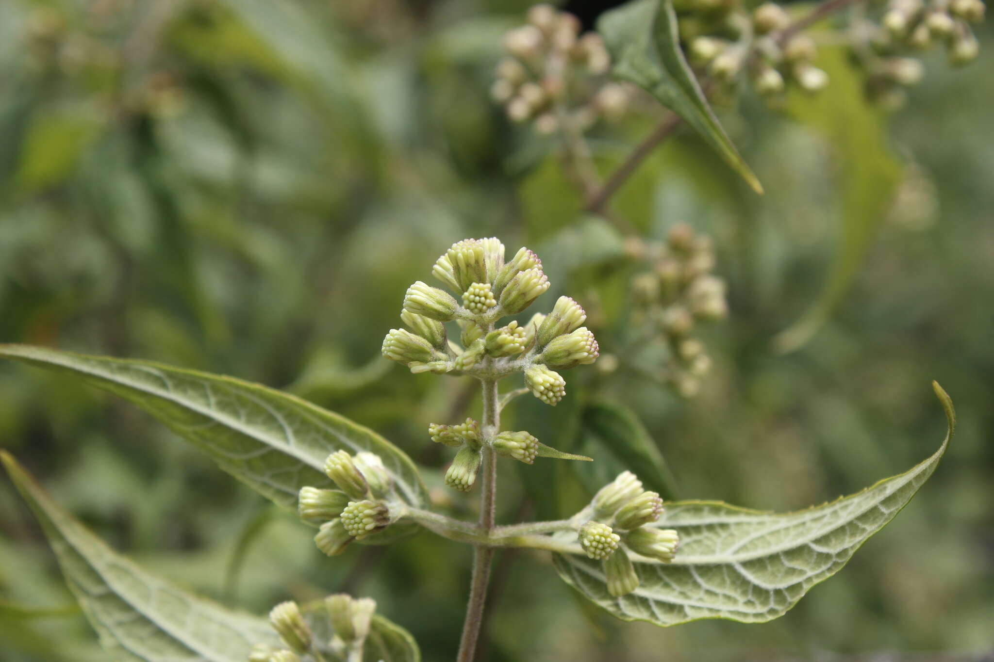 Image of Ageratina areolaris (DC.) D. Gage ex B. L. Turner