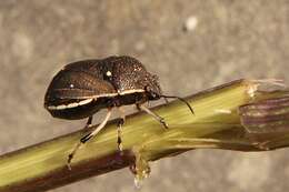 صورة Homalocoris Perty 1833