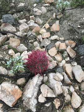 Image of Ferocactus gracilis subsp. gracilis