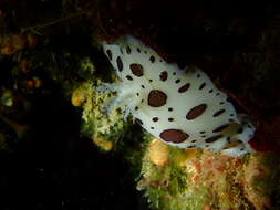 Image of Swiss cow nudibranch