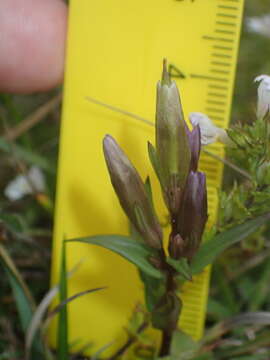 Image of Gentianella amarella subsp. amarella