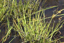 Слика од Isolepis natans (Thunb.) A. Dietr.