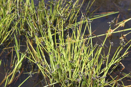 Слика од Isolepis natans (Thunb.) A. Dietr.