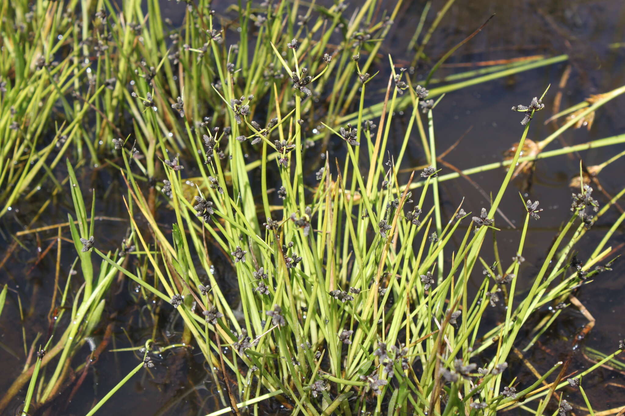 Image of Isolepis natans (Thunb.) A. Dietr.