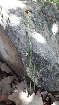 Image of Calochortus purpureus (Kunth) Baker