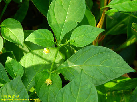 Image of Tubocapsicum anomalum (Franch. & Savat.) Makino