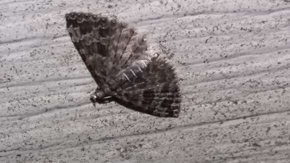 Image of Montana Six-plume Moth