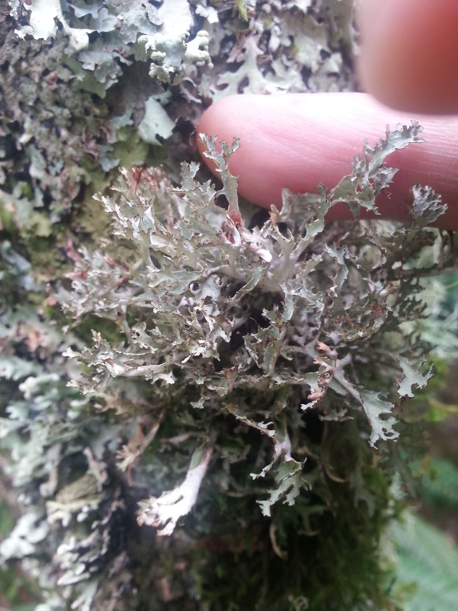 Image of ragged lichen