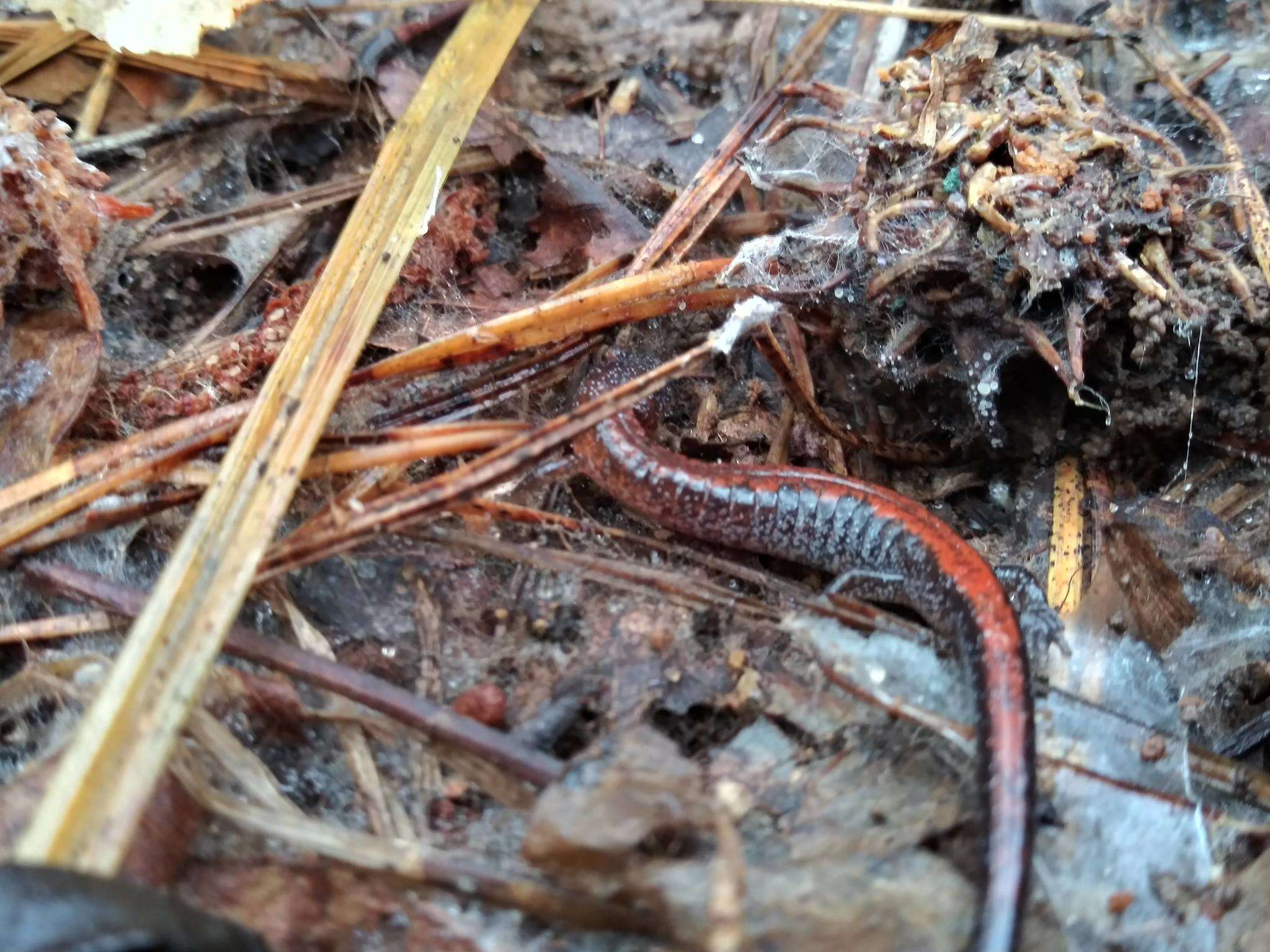 Image of Webster's Salamander