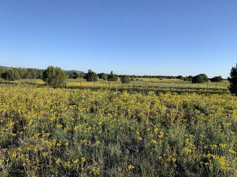 Image of New Mexico groundsel