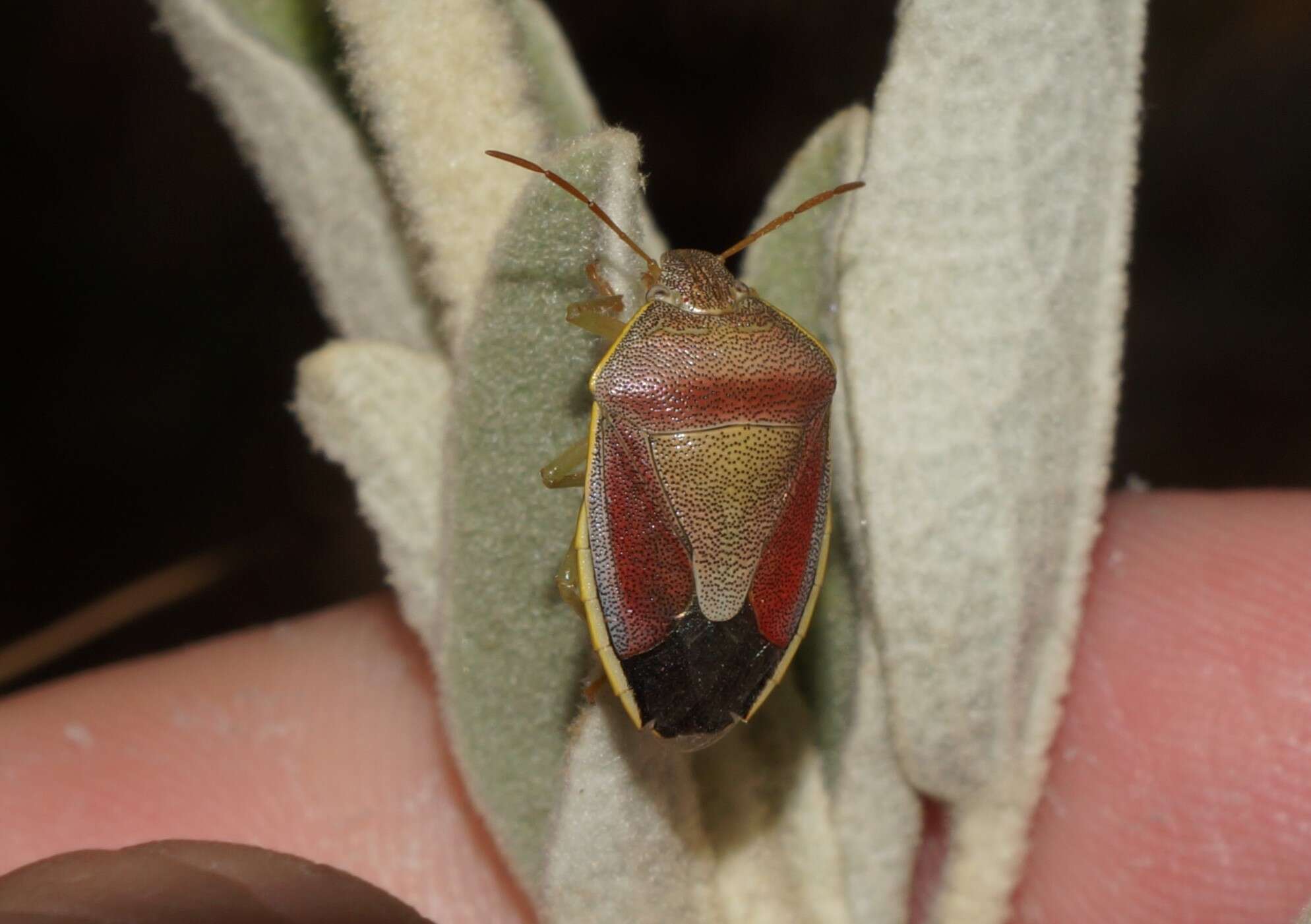 Image of Piezodorus lituratus (Fabricius 1794)