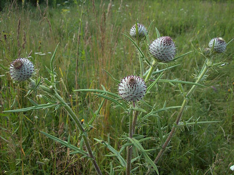 Слика од Cirsium decussatum Janka