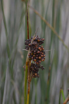 Sivun Puccinia cancellata (Durieu & Mont.) Sacc. & Roum. 1881 kuva