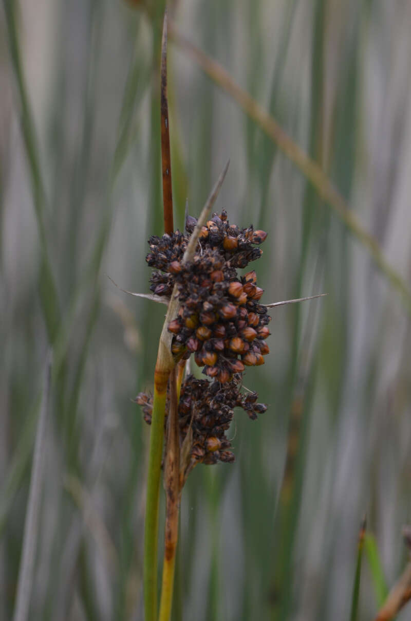 Image of Puccinia cancellata (Durieu & Mont.) Sacc. & Roum. 1881