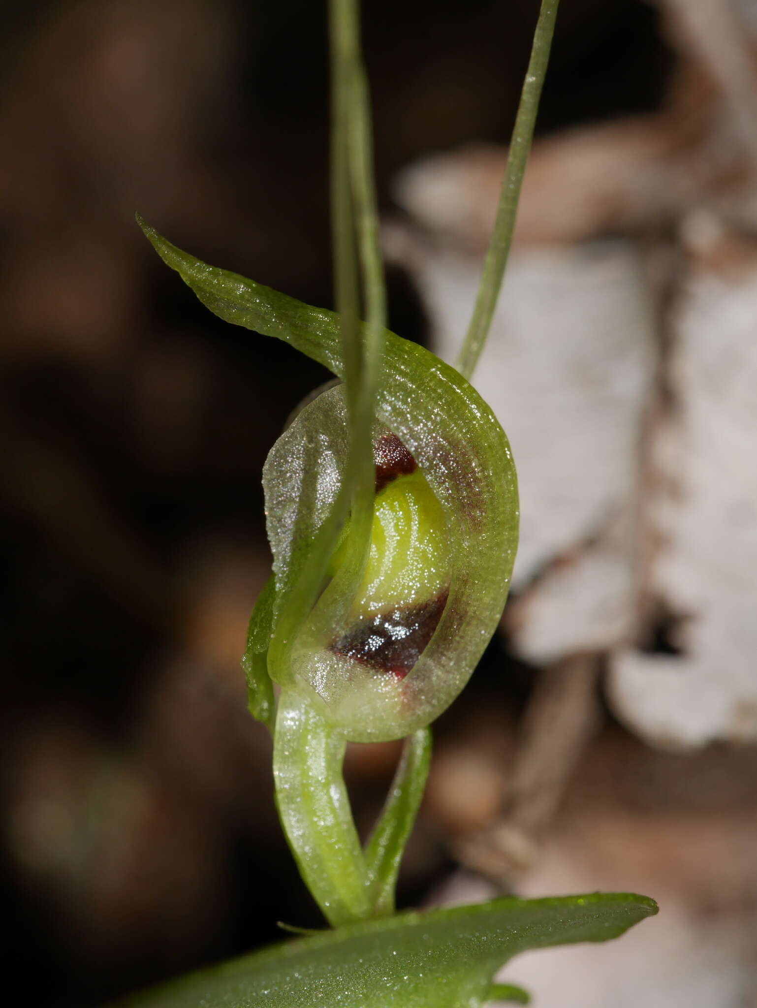 Image of Corybas papa Molloy & Irwin