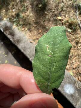 Image of Leucoptera laburnella Stainton