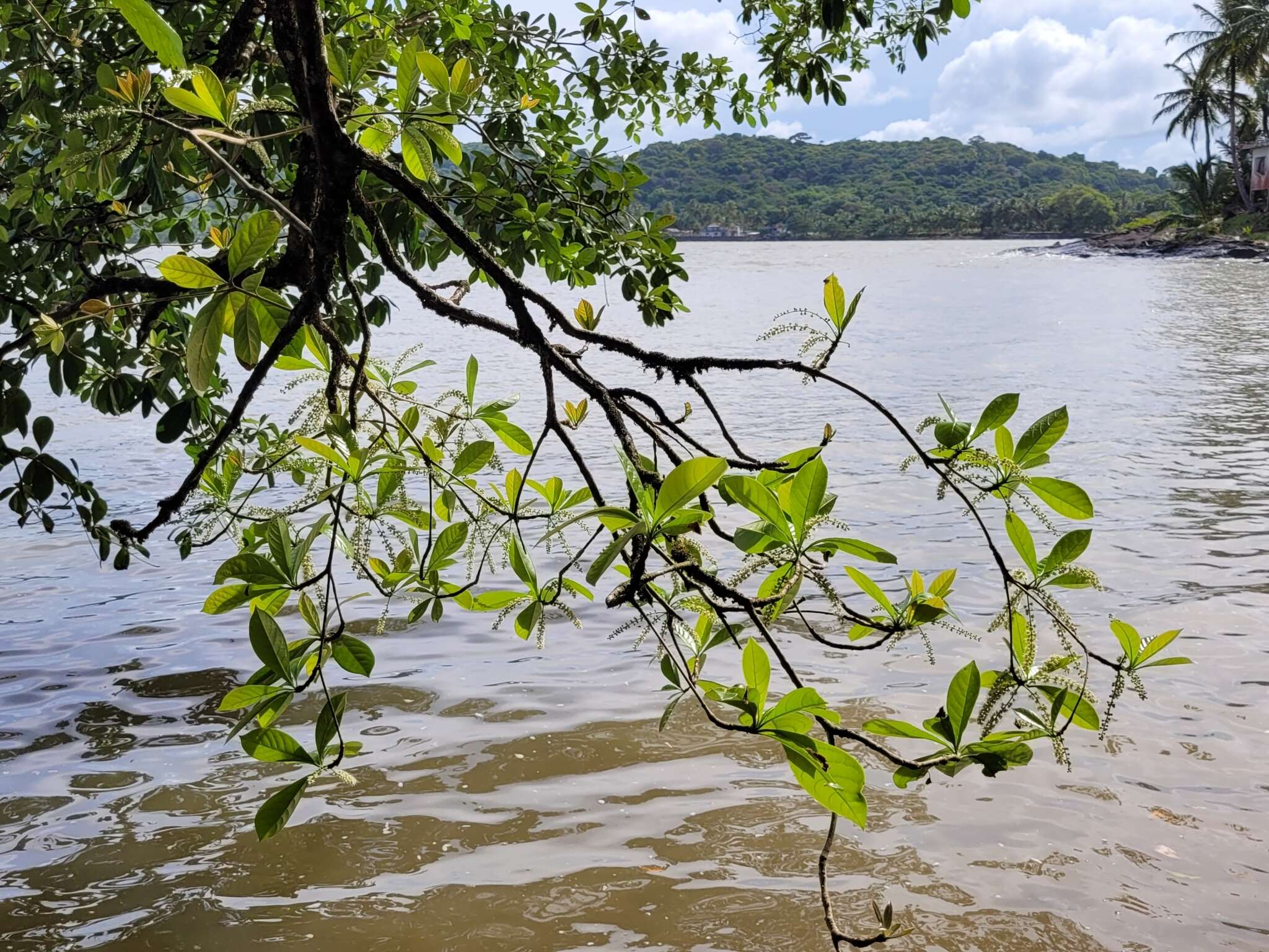 Sivun Terminalia lucida Hoffmgg. ex Mart. kuva