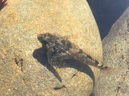 Image of Tidepool sculpin