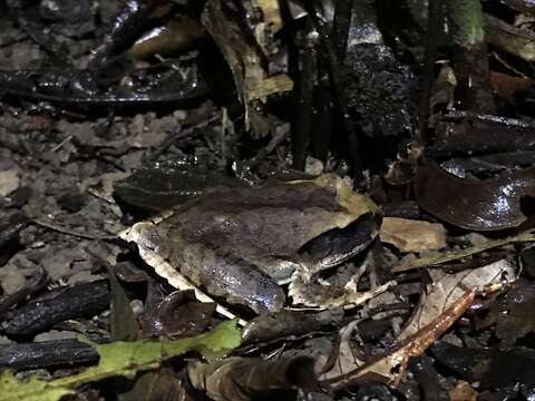 Sivun Mixophyes carbinensis Mahony, Donnellan, Richards & McDonald 2006 kuva