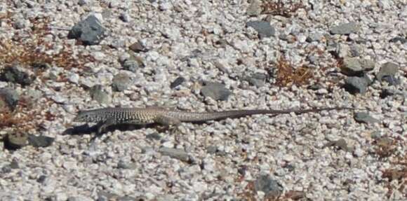 Image of Aspidoscelis tigris tigris (Baird & Girard 1852)