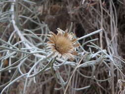 Image of Akamas Centaury